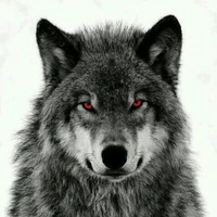 Aska(lobo de yoon)
