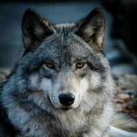 Aren(lobo de tae)