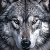 Kaysa(lobo de hobi)