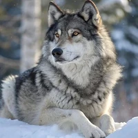 Layna(lobo de jin)