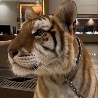 มาวี
