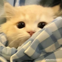 มีมี๊(แมวน.อ)​