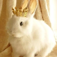 Author 🐰 