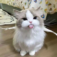 เปาเปา//แมวน.อ
