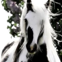 Zanne
