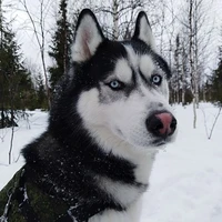 Winston
