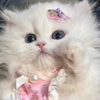 เเมวเตย(ร่างเเมว)