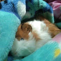 แอด