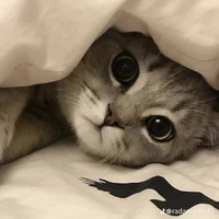 แอดดดด