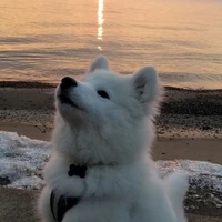 ester(หมาขาว)พ.อ