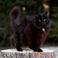 Black Cat
