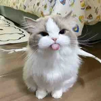 นีนี่ (แมวนางเอก)