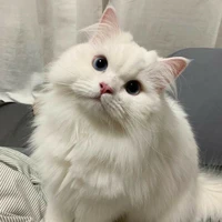 พิ้น🐈
