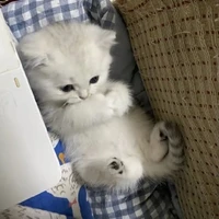 ไลก้า