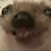 แอด