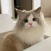 ลูกคลื่น(แมว น.อ)
