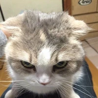 แอด