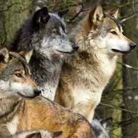 Autre loup