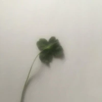 Music bot ☘️