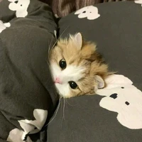 มูมู่ (สัตว์เลี้ยงนอ.)