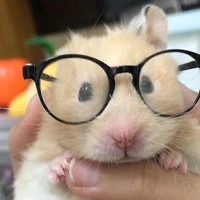 ฟีบี (สัตว์เลี้ยงนอ.)