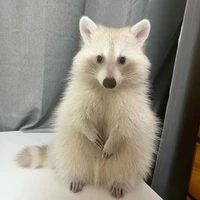 พูพู่ (สัตว์เลี้ยงนอ.)