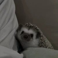 อาบิ (สัตว์เลี้ยงนอ.)