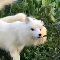Queen fox