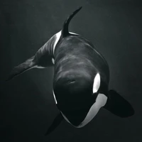 👑🐋