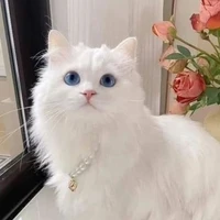 Gi😺