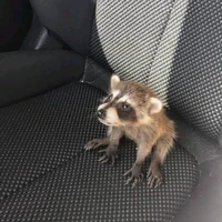 เเอดเเรคคูน🦝