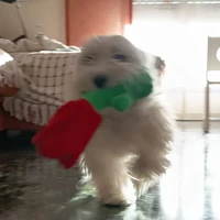 Autora