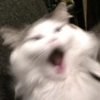 เเอดเอง