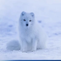 โช(จิ้งจอก)