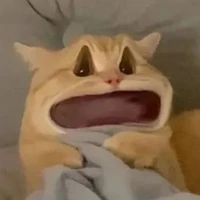 @🙀