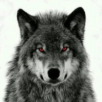 Lobo de min