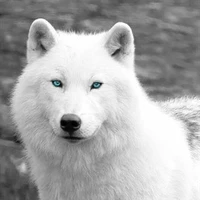 Lobo de Jimin 