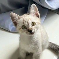 Katy