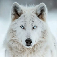 Lobo Líder
