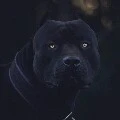 kilo