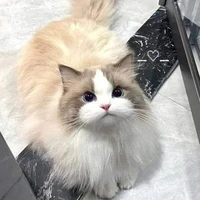 ข้าวโอ๊ต