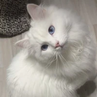 婷婷