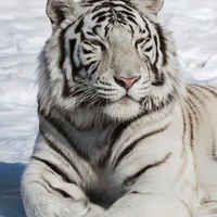 ชิเอล❣️🔥