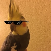 loro con flow