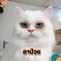 แอดแอ๊ด✨