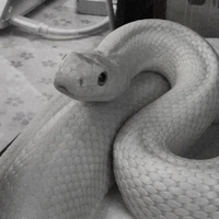 Nick Sanches (Cobra) 