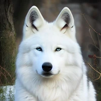 Moon (Lobo de Felix)