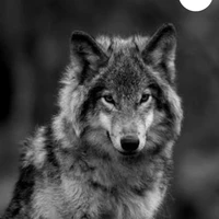 Sun (Lobo de Hyunjin)