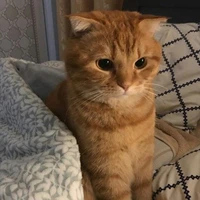 ไทเกอร์ (แมวเทรย์)