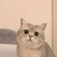 โรแกน (แมวเคนท์)